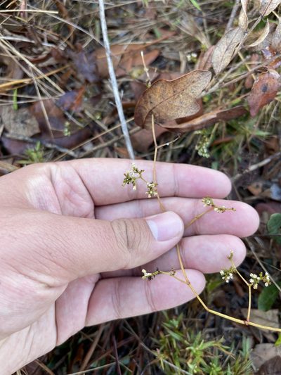 Paronychia americana, photographed by Brandon Corder