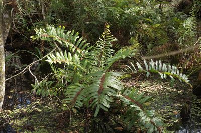 Acrostichum danaeifolium, photographed by Henggang Cui