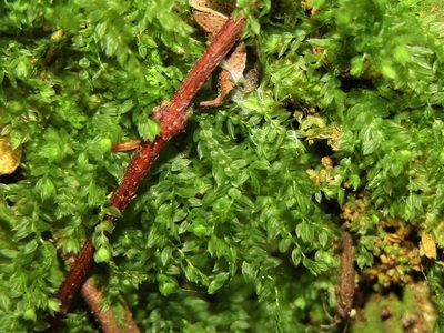 Calomnion complanatum, photographed by Saryu Mae 前 朝琉