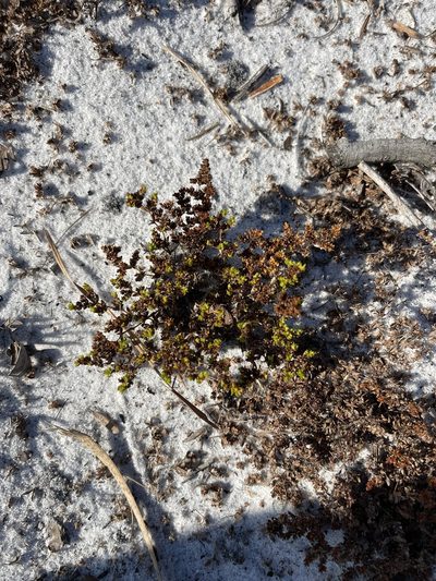 Paronychia herniarioides, photographed by Brandon Corder