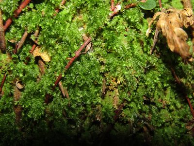 Calomnion complanatum, photographed by Saryu Mae 前 朝琉