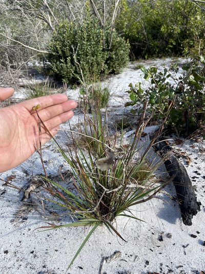 Sisyrinchium xerophyllum, photographed by Brandon Corder