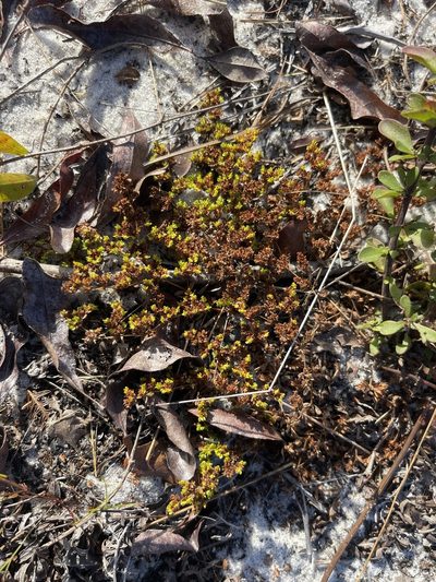 Paronychia herniarioides, photographed by Brandon Corder
