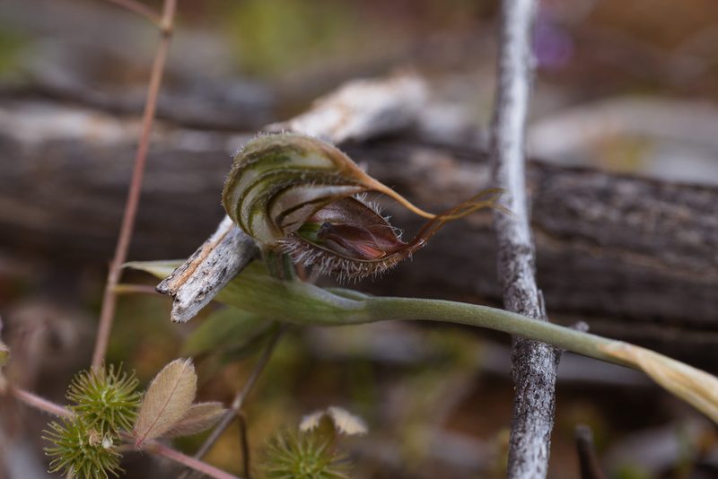 Pterostylis spathulata, photographed by Hugo Innes