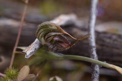 Pterostylis spathulata, photographed by Hugo Innes