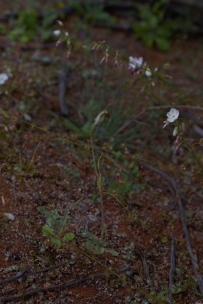 Drosera andersoniana, photographed by Hugo Innes