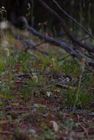 Drosera andersoniana, photographed by Hugo Innes