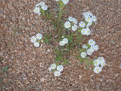 Zaluzianskya affinis, photographed by Peter Warren