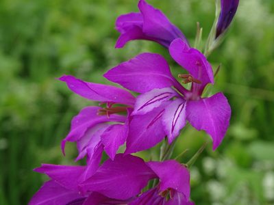 Gladiolus imbricatus, photographed by Grzegorz Grzejszczak