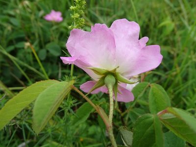 Rosa gallica, photographed by Grzegorz Grzejszczak