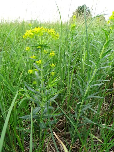 Euphorbia lucida, photographed by Grzegorz Grzejszczak