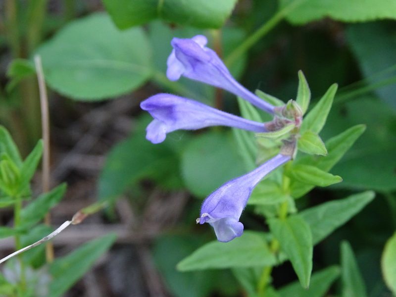Scutellaria hastifolia, photographed by Grzegorz Grzejszczak