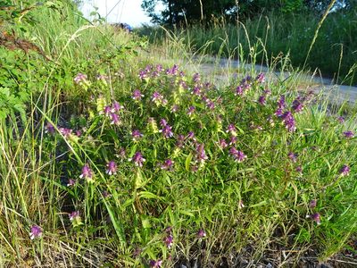 Melampyrum cristatum, photographed by Grzegorz Grzejszczak