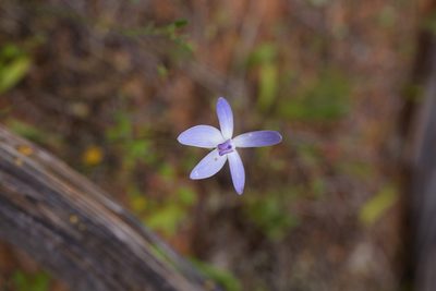 Caladenia amplexans, photographed by Hugo Innes