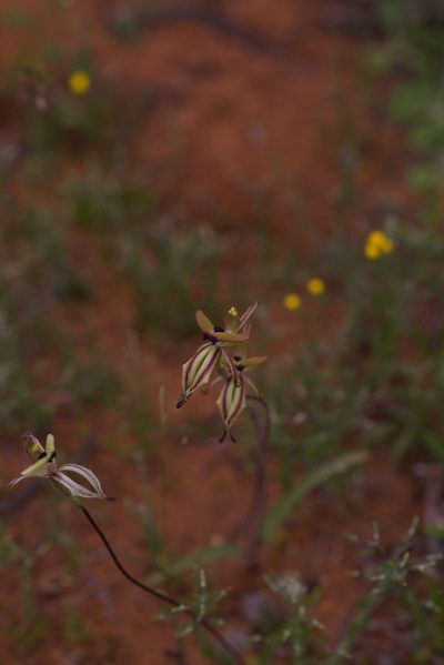 Caladenia roei, photographed by Hugo Innes