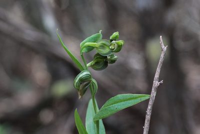 Pterostylis vittata, photographed by Hugo Innes