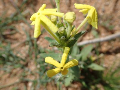 Lyperia tristis, photographed by Peter Warren