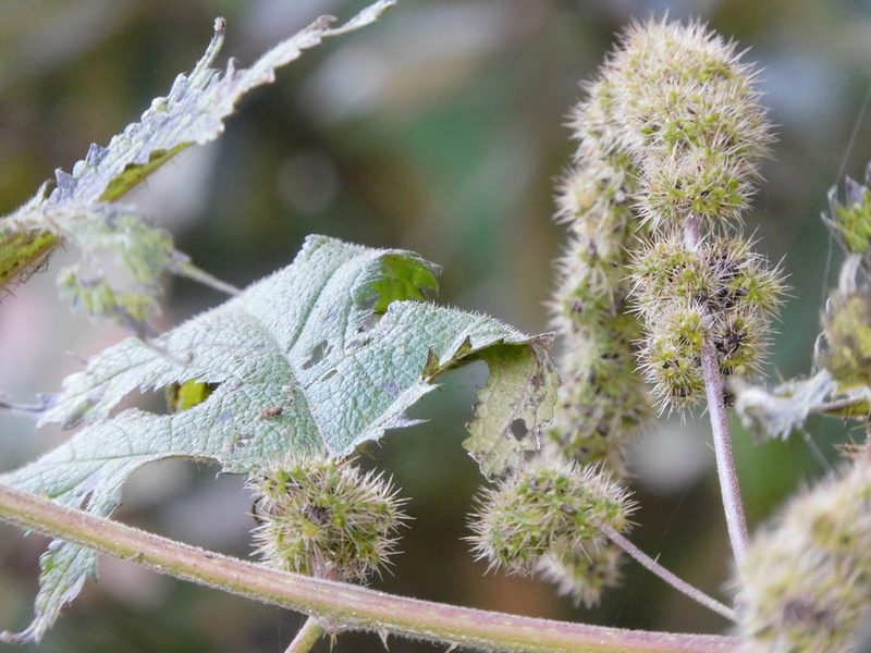 Girardinia diversifolia, photographed by Jagdish Singh Negi