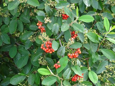 Cotoneaster glaucophyllus, photographed by Shaun Swanepoel