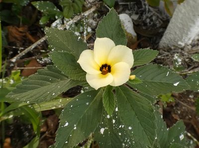 Turnera subulata, photographed by Helio Lourencini