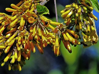 Cestrum lorentzianum, photographed by Hugo Hulsberg