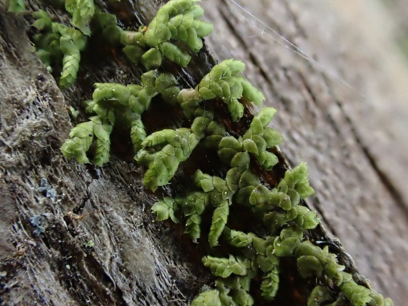 Lepidolaena clavigera, photographed by Saryu Mae 前 朝琉
