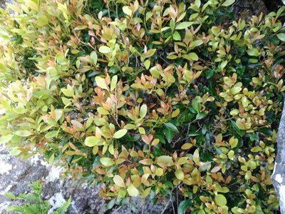 Elaeodendron schinoides, photographed by De Waal Hugo