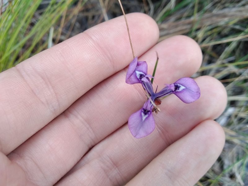 Moraea tripetala, photographed by De Waal Hugo