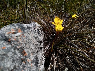 Disa tenuifolia, photographed by De Waal Hugo