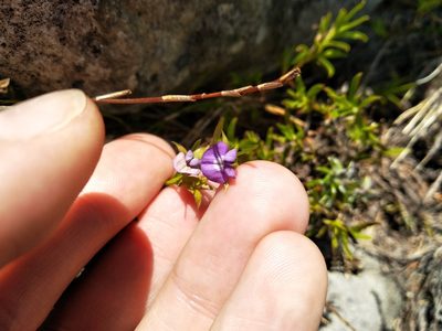 Psoralea fascicularis, photographed by De Waal Hugo