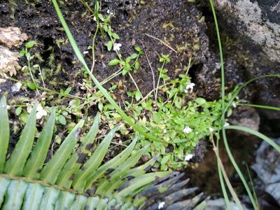 Unigenes humifusa, photographed by De Waal Hugo
