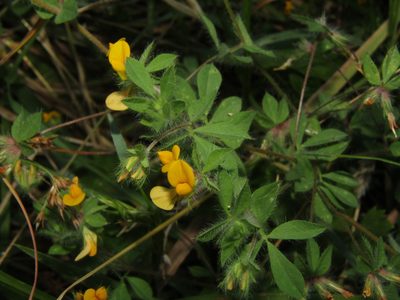 Lotus subbiflorus, photographed by Saryu Mae 前 朝琉