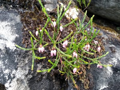 Erica tenuifolia, photographed by De Waal Hugo