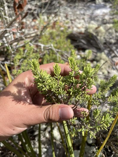 Clinopodium ashei, photographed by Brandon Corder