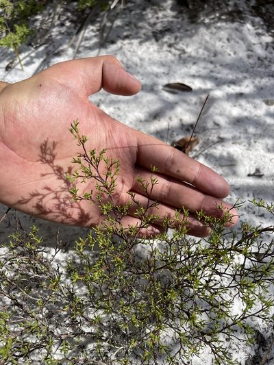 Polygonella myriophylla, photographed by Brandon Corder