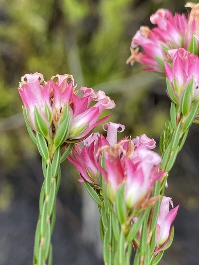 Erica bracteolaris, photographed by Dave U