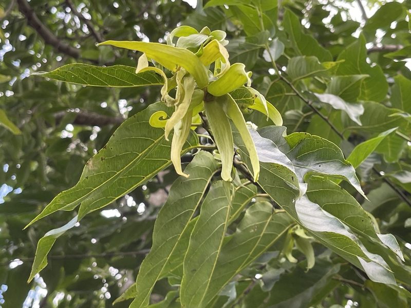 Cananga odorata, photographed by Serenella Linares