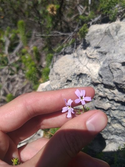 Jamesbrittenia stellata, photographed by Tim Kirsten