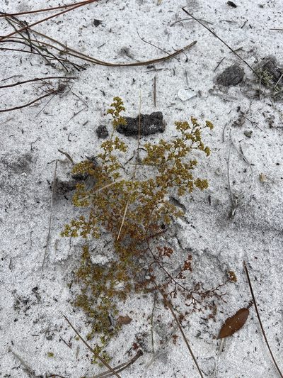 Paronychia herniarioides, photographed by Brandon Corder