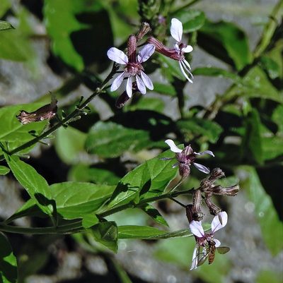 Cuphea racemosa, photographed by Hugo Hulsberg