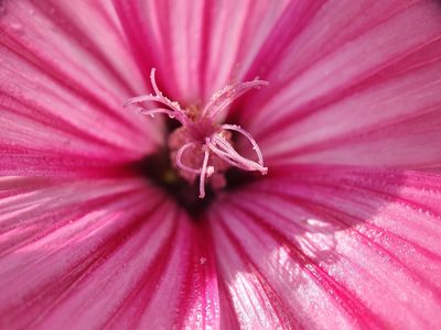 Malva trimestris, photographed by João Valença