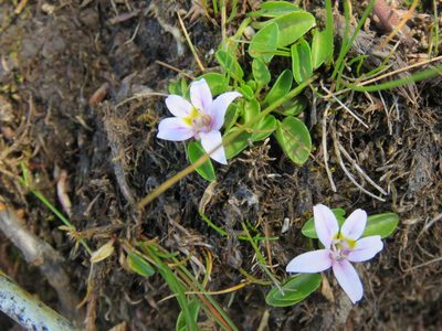 Lobelia oligophylla, photographed by Nicolas Olejnik