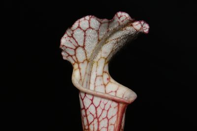 Sarracenia leucophylla, photographed by Brian Finzel