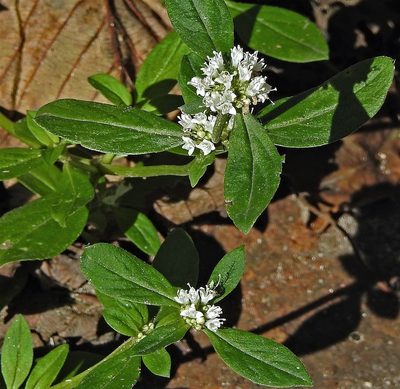 Spermacoce dasycephala, photographed by Hugo Hulsberg