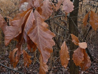 Quercus bicolor, photographed by Brian White