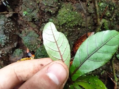 Acalypha integrifolia, photographed by Augustin Soulard