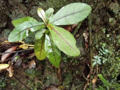 Acalypha integrifolia, photographed by Augustin Soulard