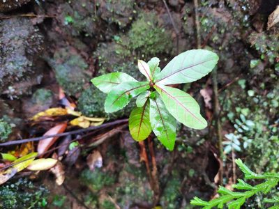 Acalypha integrifolia, photographed by Augustin Soulard