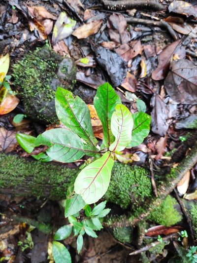 Acalypha integrifolia, photographed by Augustin Soulard