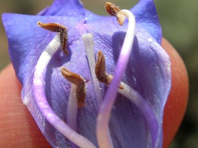Penstemon cyaneus, photographed by Matt Lavin